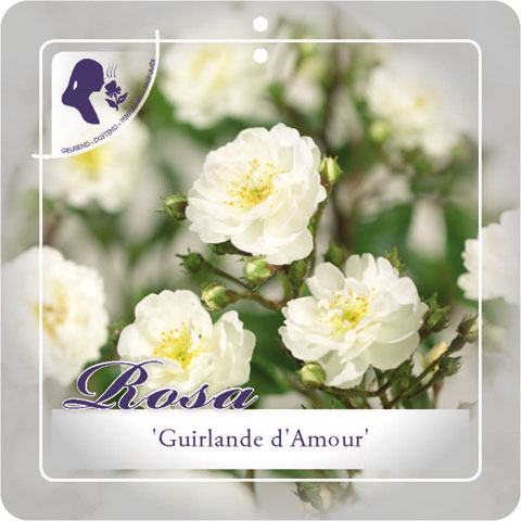 [KLGAMOU] 'Guirlande d'Amour'® Klimroos (—, pot   3L)