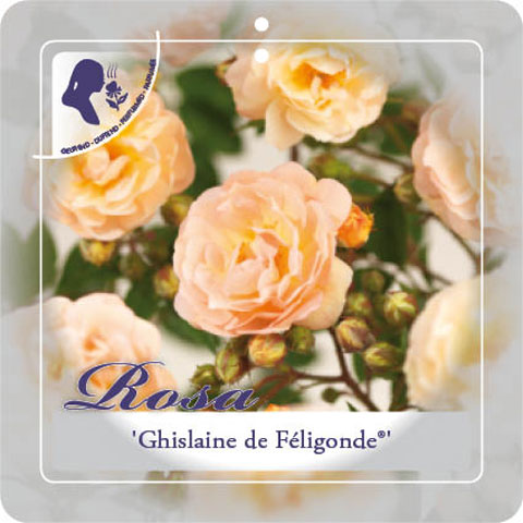 [KLGFELI] 'Ghislaine de Féligonde' Klimroos (—, pot   3L)