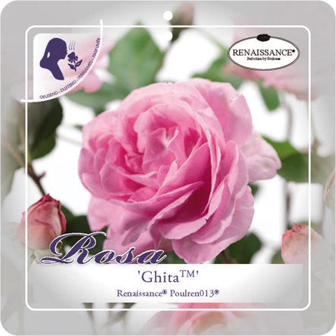 [KLGHITA] 'GHITA' (TM) RENAISSANCE® ROSIER GRIMPANT (—, pot 3l 50/70cm)