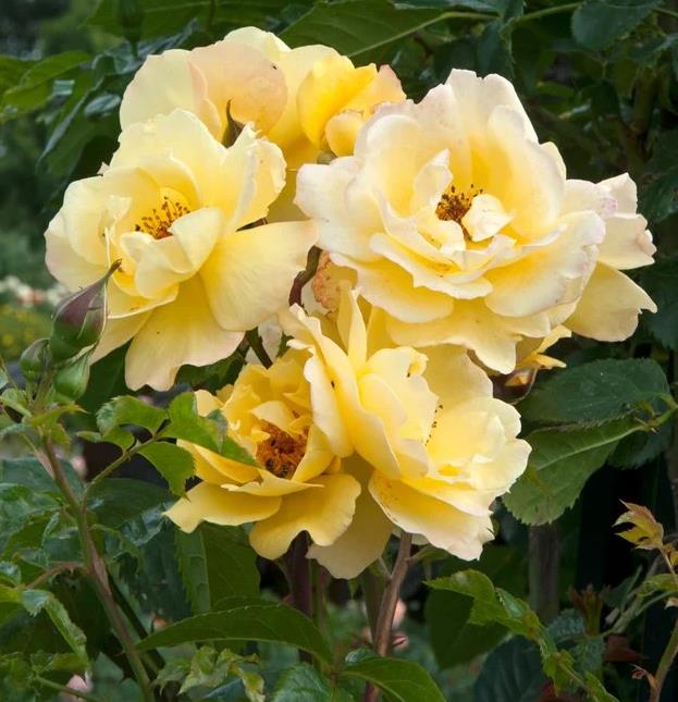 [KLGGLOR] 'GARDENER'S GLORY'® ROSIER GRIMPANT