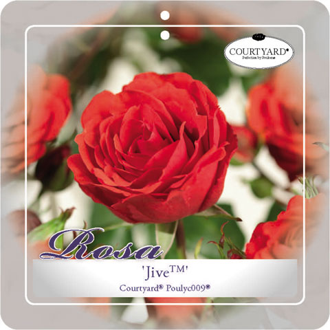 [KLJIVE] 'Jive Courtyard'® Klimroos (—, pot 3l 70/80cm)