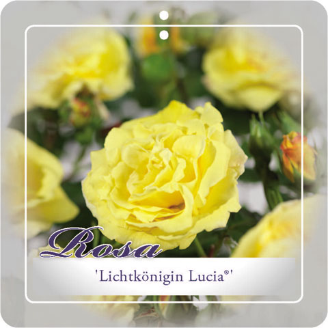 [KLLLUCI] 'LICHTKÖNIGIN LUCIA'® ROSIER GRIMPANT (—, pot 3l 70/80cm)