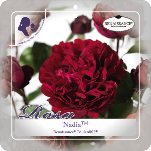 [KLNADIA] 'NADIA'(TM) RENAISSANCE'® ROSIER GRIMPANT (—, pot 3l 50/70cm)