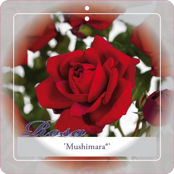 [KLMUSHI] 'MUSHIMARA'® ROSIER GRIMPANT (—, pot 3l 70/80cm)