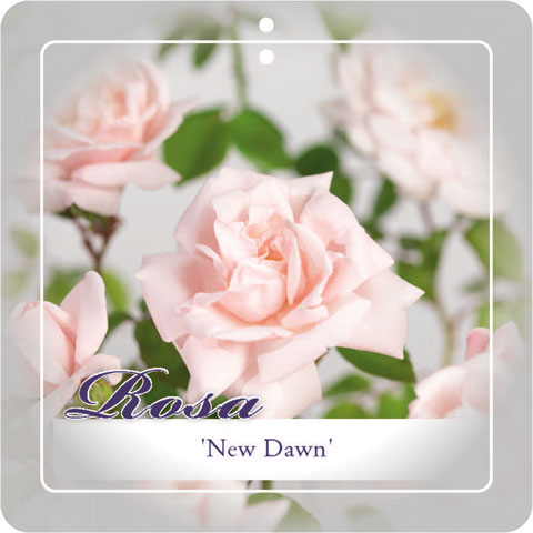 [KLNDAWN] 'NEW DAWN' ROSIER GRIMPANT (—, —, pot 3L)
