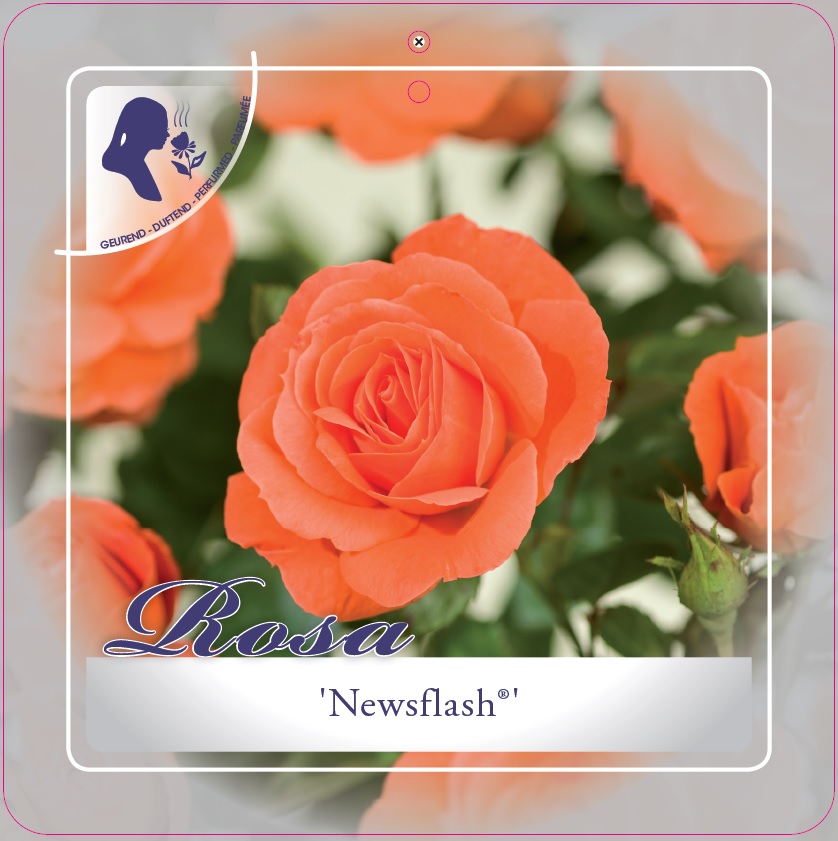 [KLNEWSF] 'NEWSFLASH'® ROSIER GRIMPANT (—, pot 3l 70/80cm)