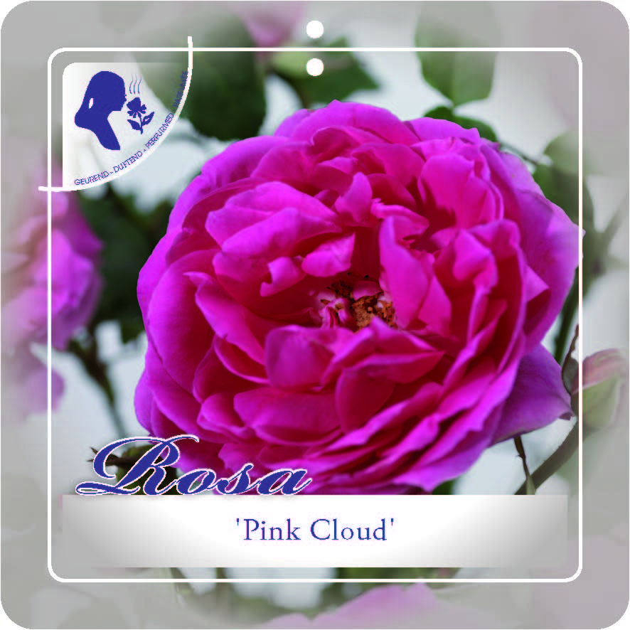 [KLPCLOU] 'PINK CLOUD' ROSIER GRIMPANT (—, pot 3l 50/70cm)