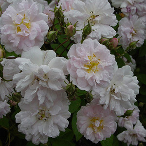 [KLPHMUS] 'PAUL'S HIMALAYAN MUSK' ROSIER ANGLAIS GRIMPANT