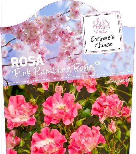 'Pink Rambling Rosie'® Klimroos