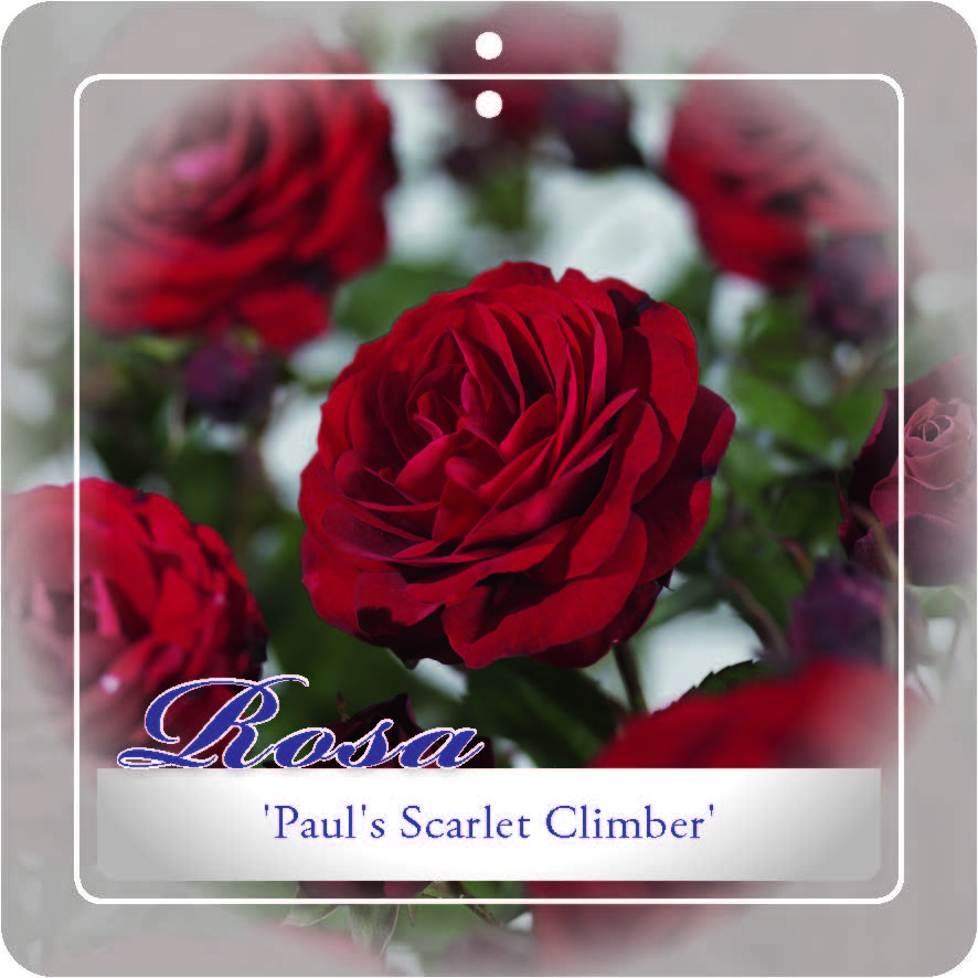 [KLPSCAR] 'PAUL'S SCARLET' ROSIER GRIMPANT (—, —, pot 3l 50/70cm)
