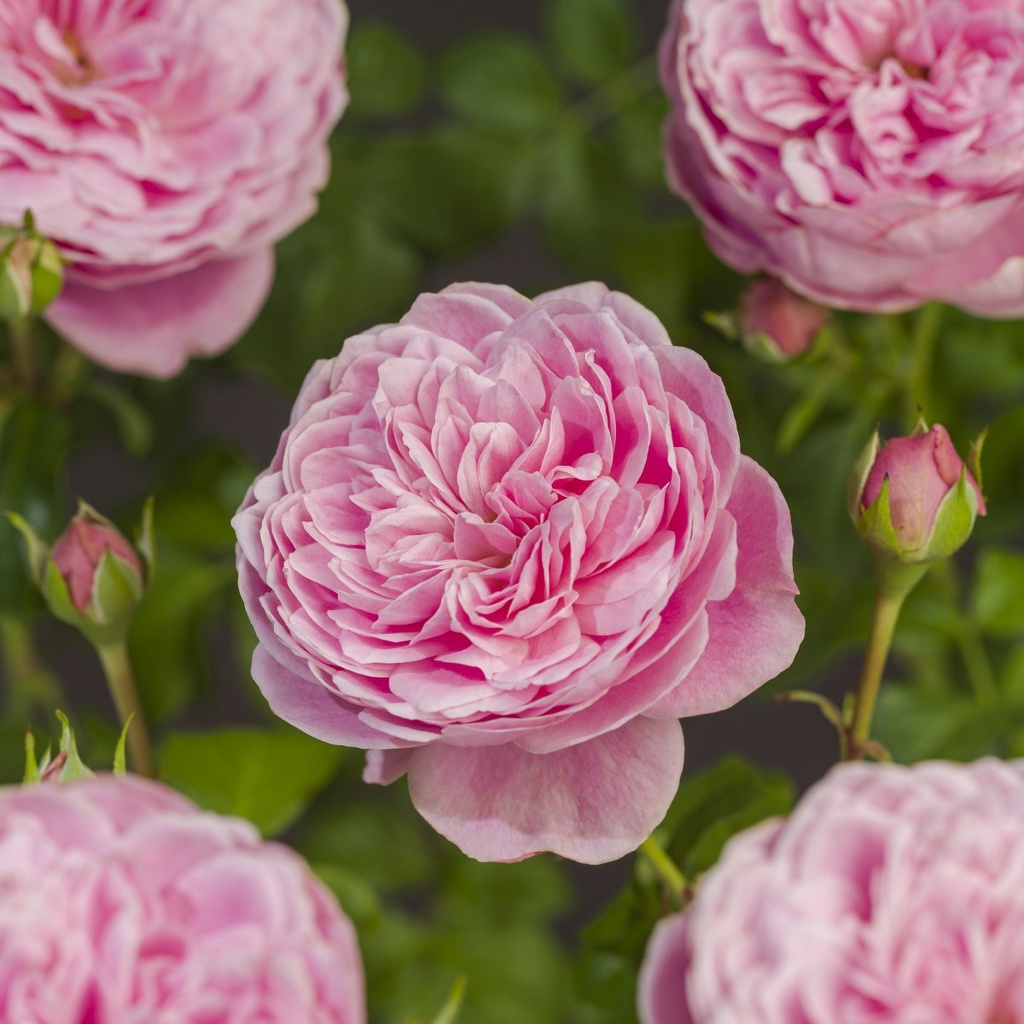 [KLSCAND] 'SWEET CANDY'® ROSIER GRIMPANT (—, pot 3l 70/80cm)