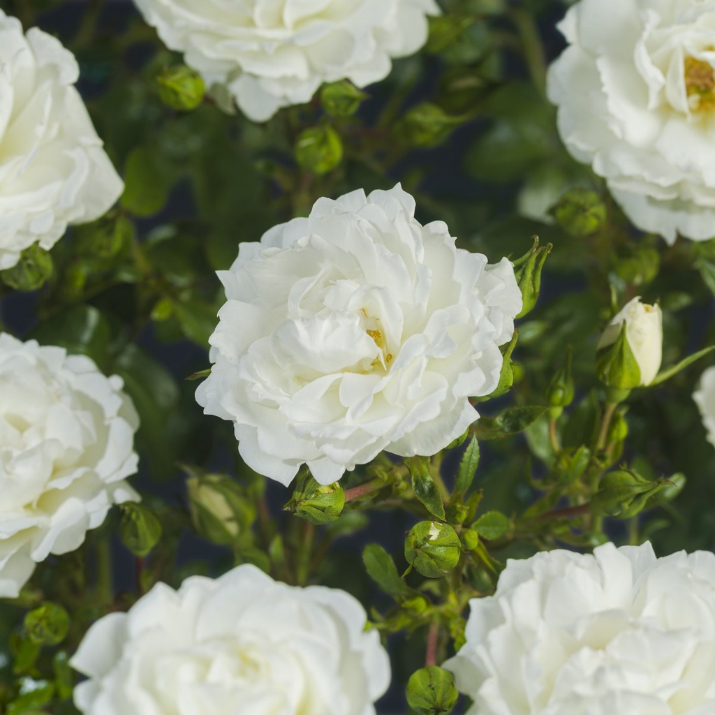 [KLWANGE] 'White Angel'® Klimroos (—, pot 3l 70/80cm)