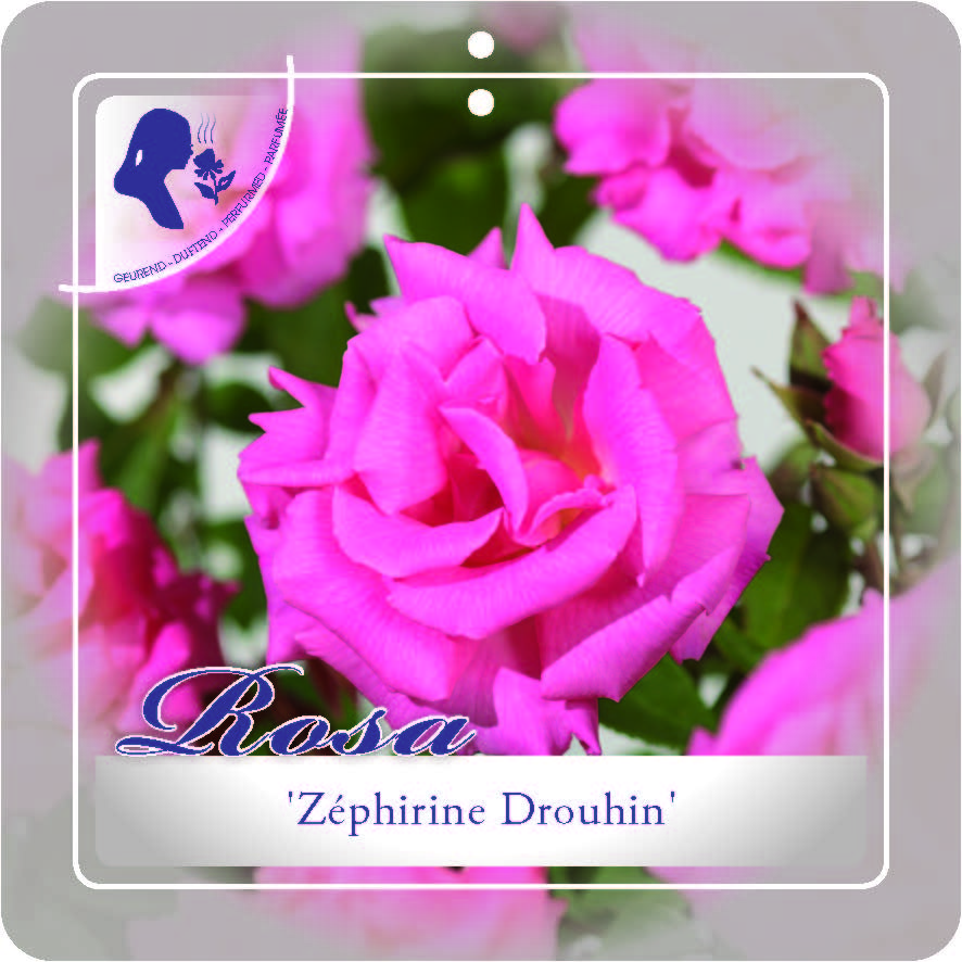 [KLZDROU] 'Zépherine Drouhin' Engelse klimroos (pot   3L)