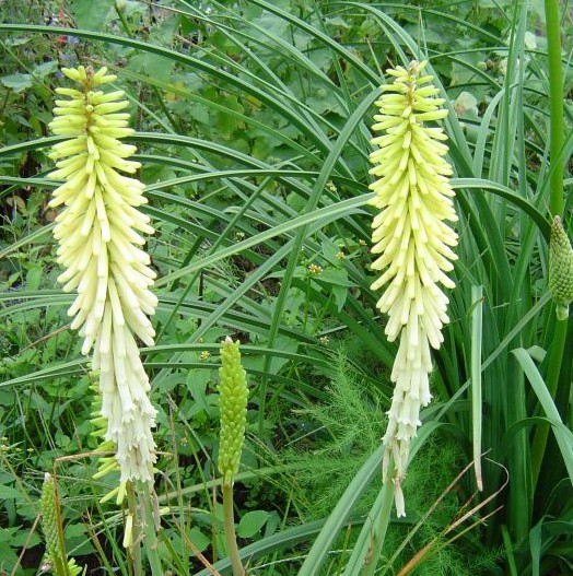 Kniphofia 'Little Maid'