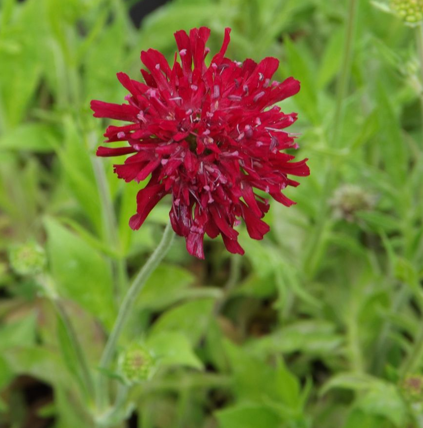 Knautia macedonica 'Mars Midget'