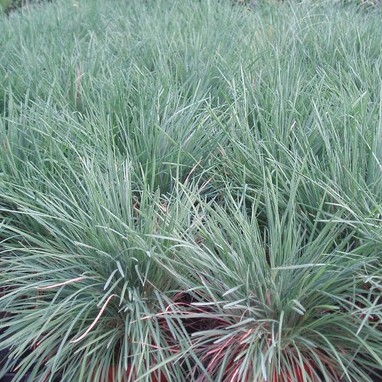 [KOGLAUC] Koeleria glauca (pot   9cm)