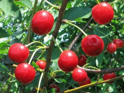 [KRKELLE] Kriek 'KELLERIS' (hoogstam, 8/10, —)