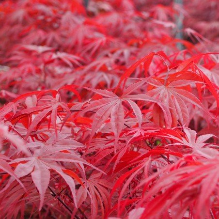 [ACPPDAV] Acer palm. 'Pevé Dave'
