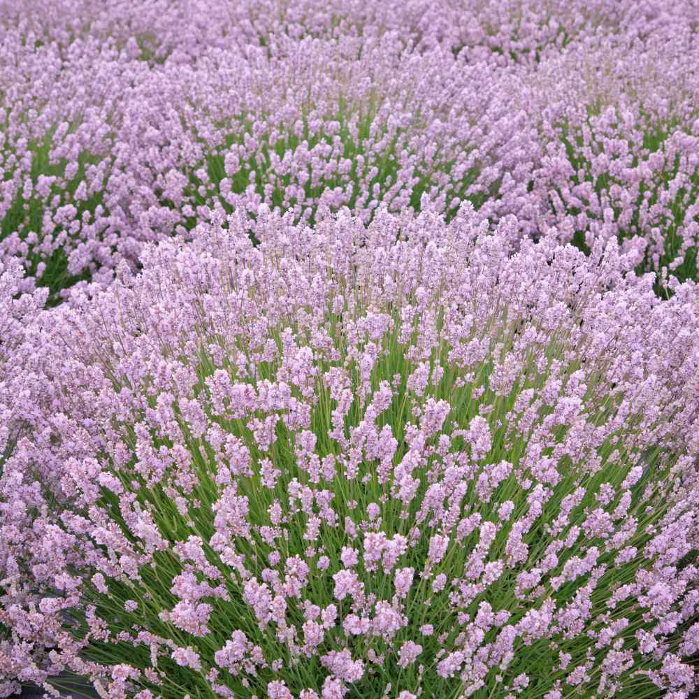 [LAAROEA] Lavandula ang. 'Rosea' (GD) (pot   9cm)