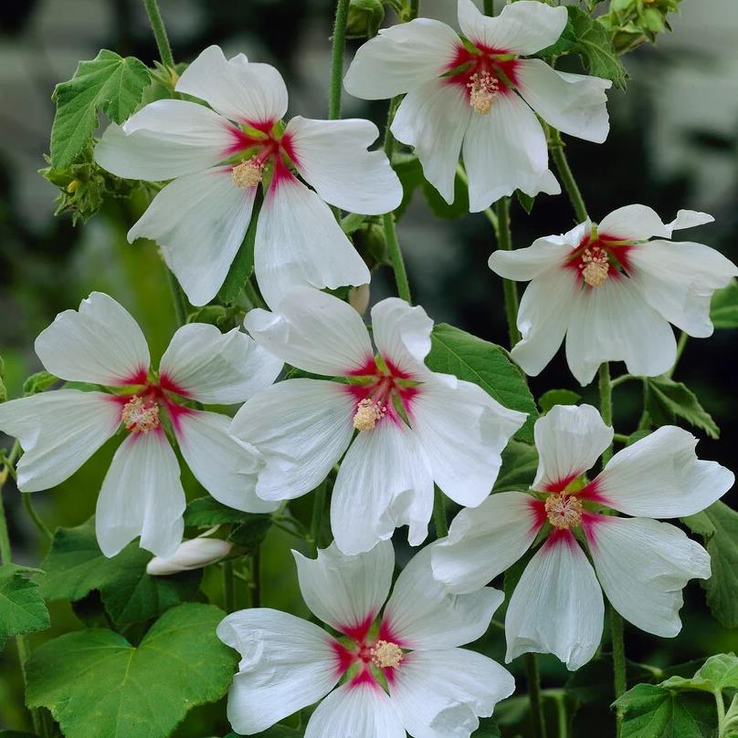 [LABBRID] Lavatera 'Blushing Bride' (pot   3L)
