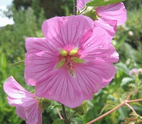 [LABSPRI] Lavatera 'Bredon Springs' (pot 2L)