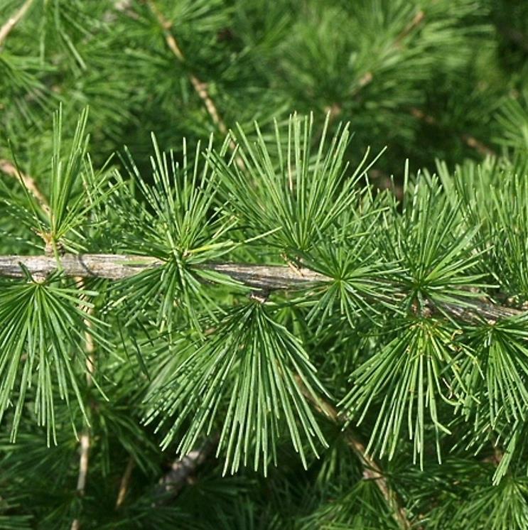 [LADECID] Larix decidua (beveerd, 200/250cm, pot  20l)