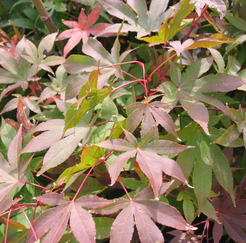 [ACPOSAK] ÉRABLE DU JAPON (—, 100/125cm, pot 15L)