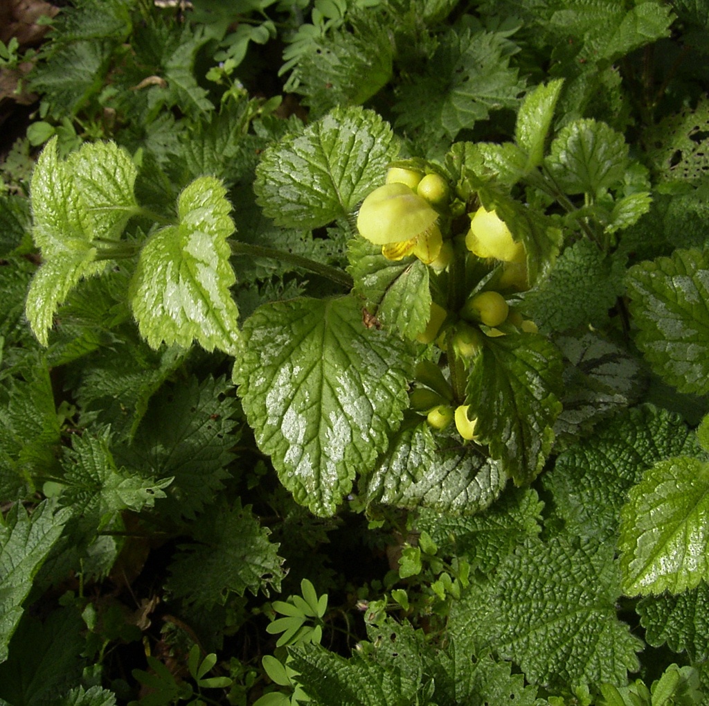 Lamiastrum galeobdolon 'Florentinum'