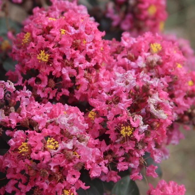 LILAS DES INDES