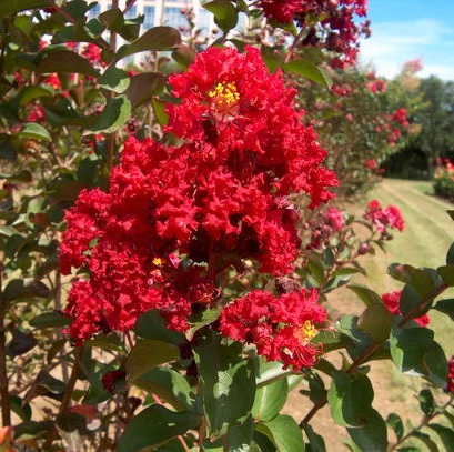 LILAS DES INDES