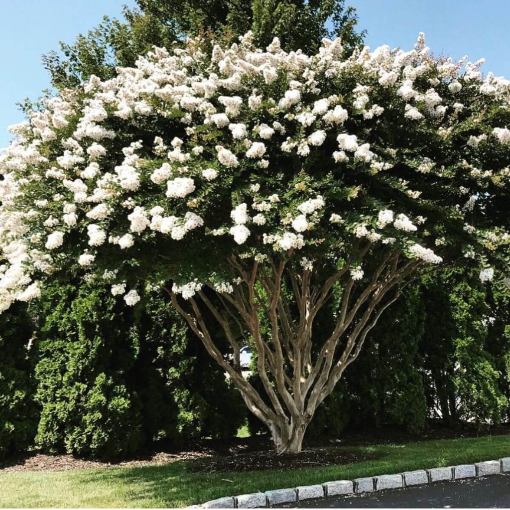 LILAS DES INDES
