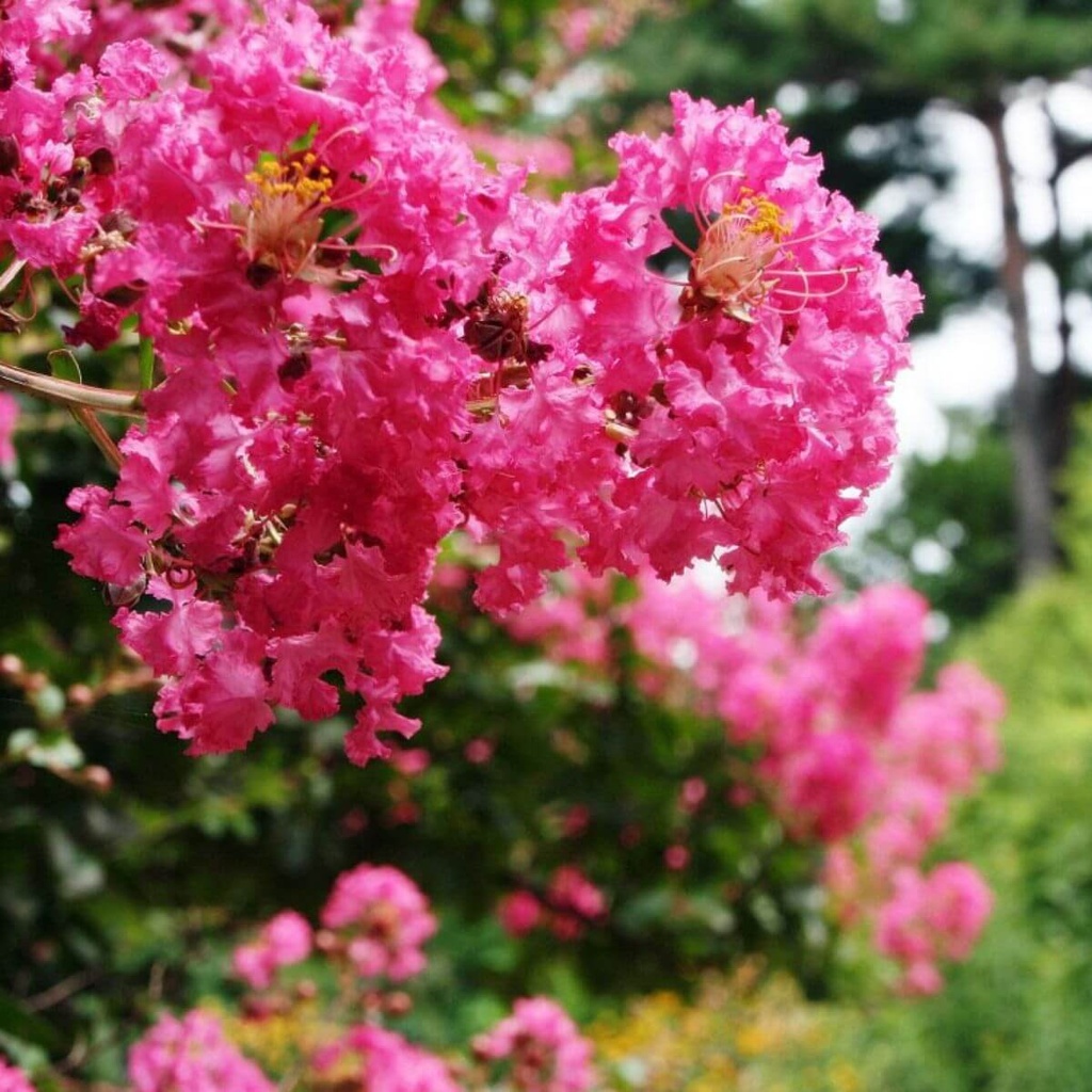 [LAIPPIN] Lagerstroemia ind. 'Petite Pink'