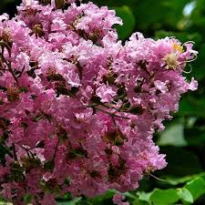 Lagerstroemia ind. 'Rosea Nova'