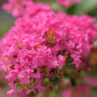 Lagerstroemia ind. 'Raspberry Sorbet'