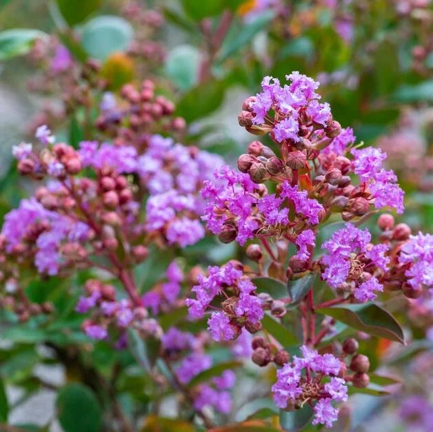 LILAS DES INDES