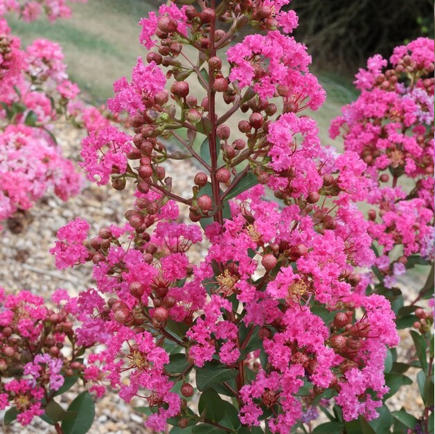 [LAIWLKI] Lagerstroemia ind. 'With Love Kiss' (pot   3L)