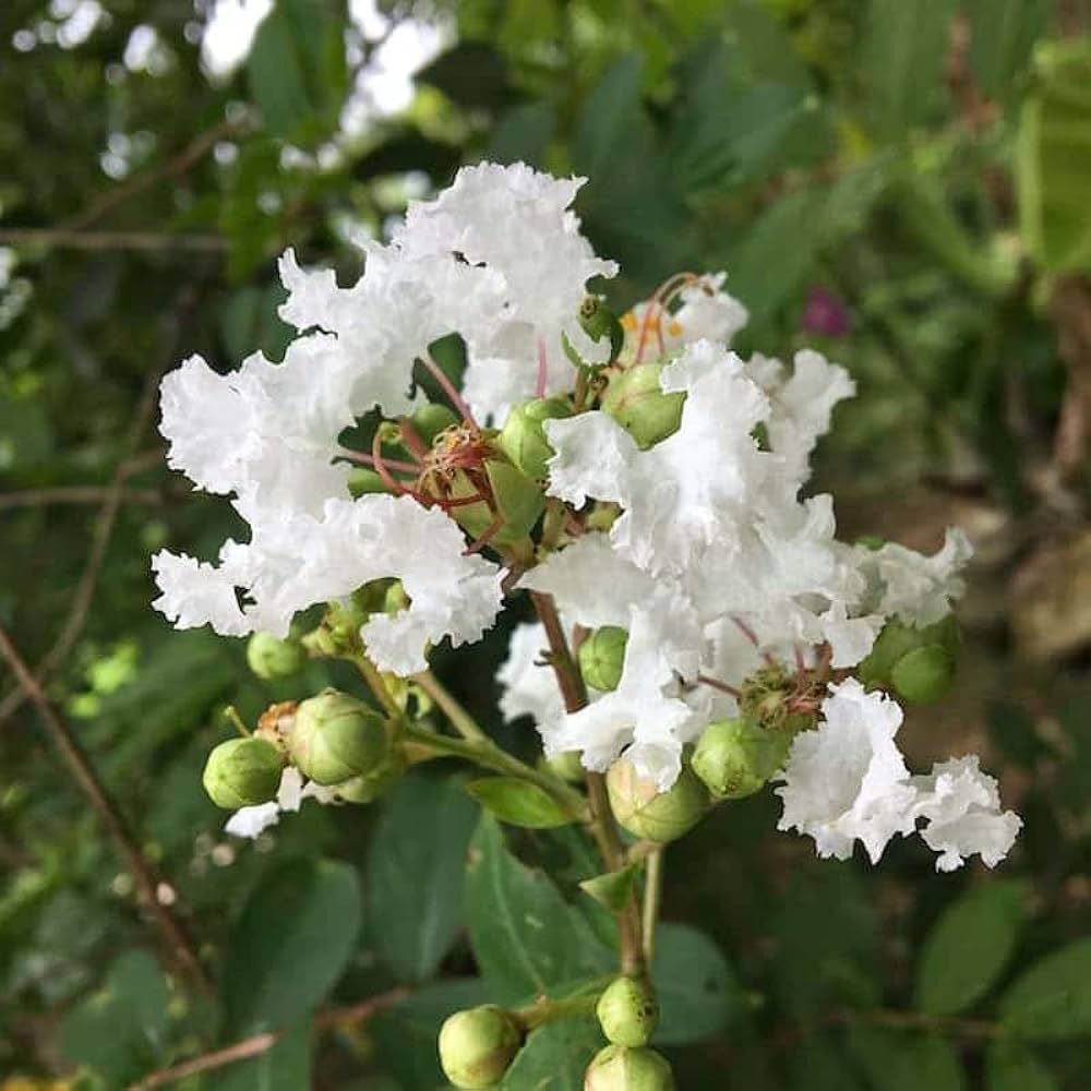 LILAS DES INDES