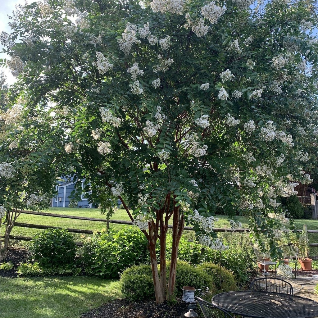 [LANATCH] Lagerstroemia ind. 'Natchez' (—, 80/100cm, pot  18L)