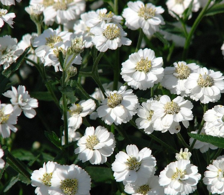 [ACPPEAR] Achillea ptarm. 'The Pearl'