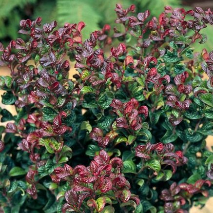 [LEACRED] Leucothoe ax. 'Curly Red' (pot   2L)