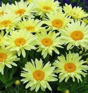 [LEBCREA] Leucanthemum. (S) 'Banana Cream' (pot   2.5L)