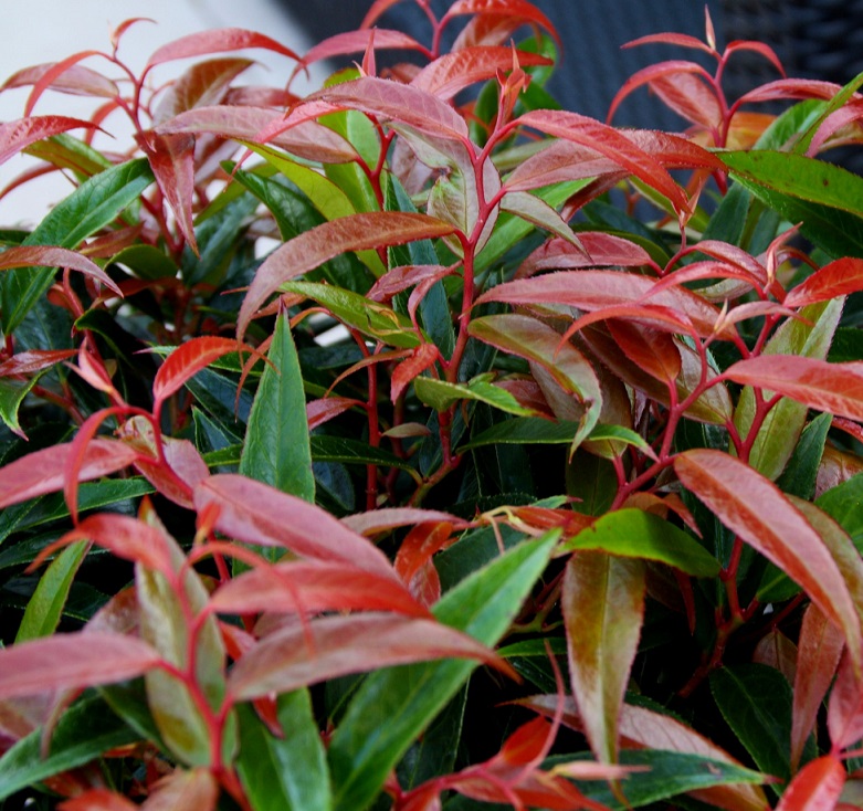 [LEKBLOV] Leucothoe keiskei 'Burning Love'® (pot 2L)