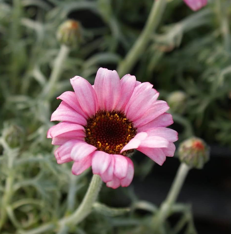 Leucanthemum hosm. 'African Rose'