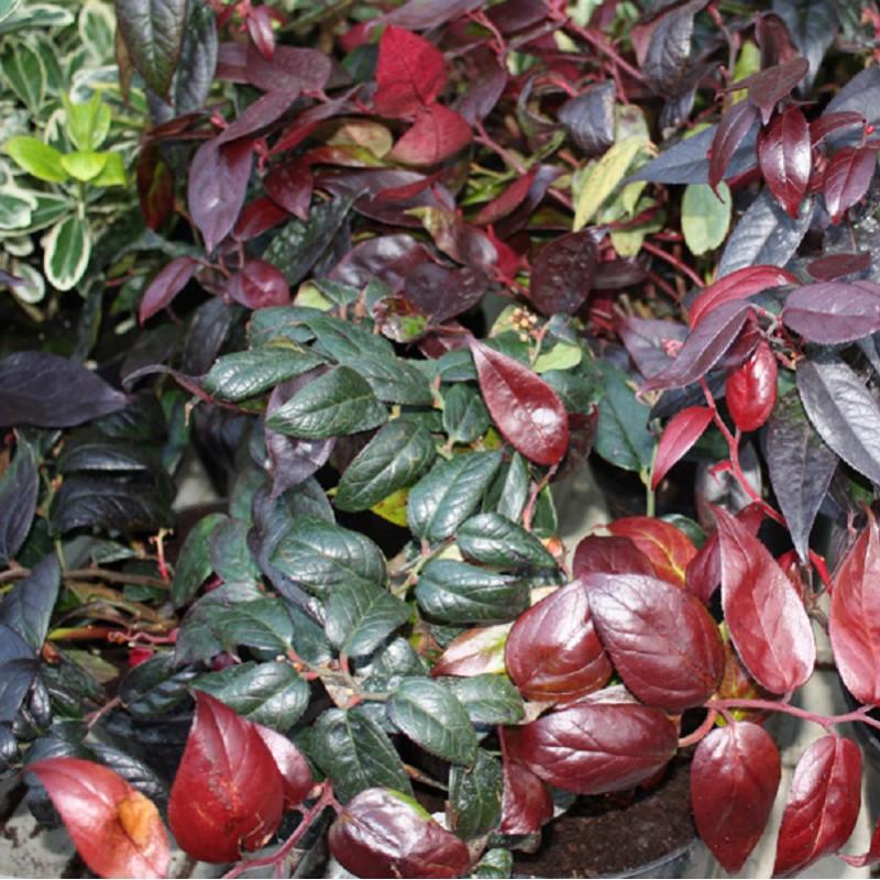 Leucothoe 'Lovita'