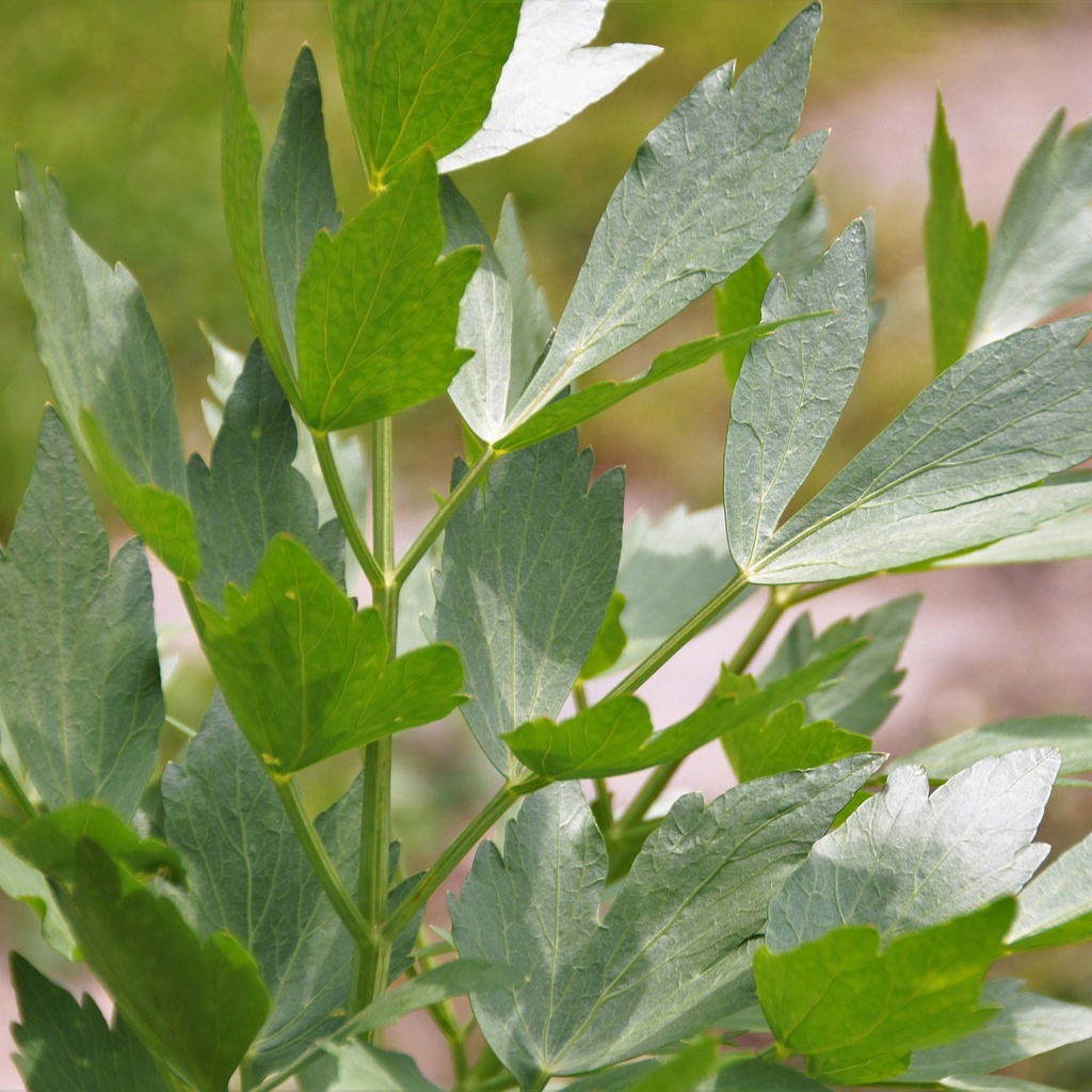 [LEOFFIC] SELDER (doorlevend) Levisticum officinalis (pot   9cm)