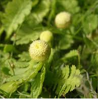 COTULE