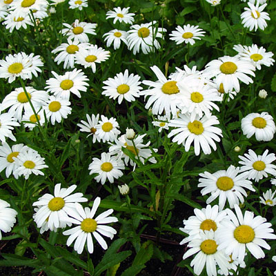 [LESILVE] Leucanthemum (M) 'Silver Princess' (pot   9cm)