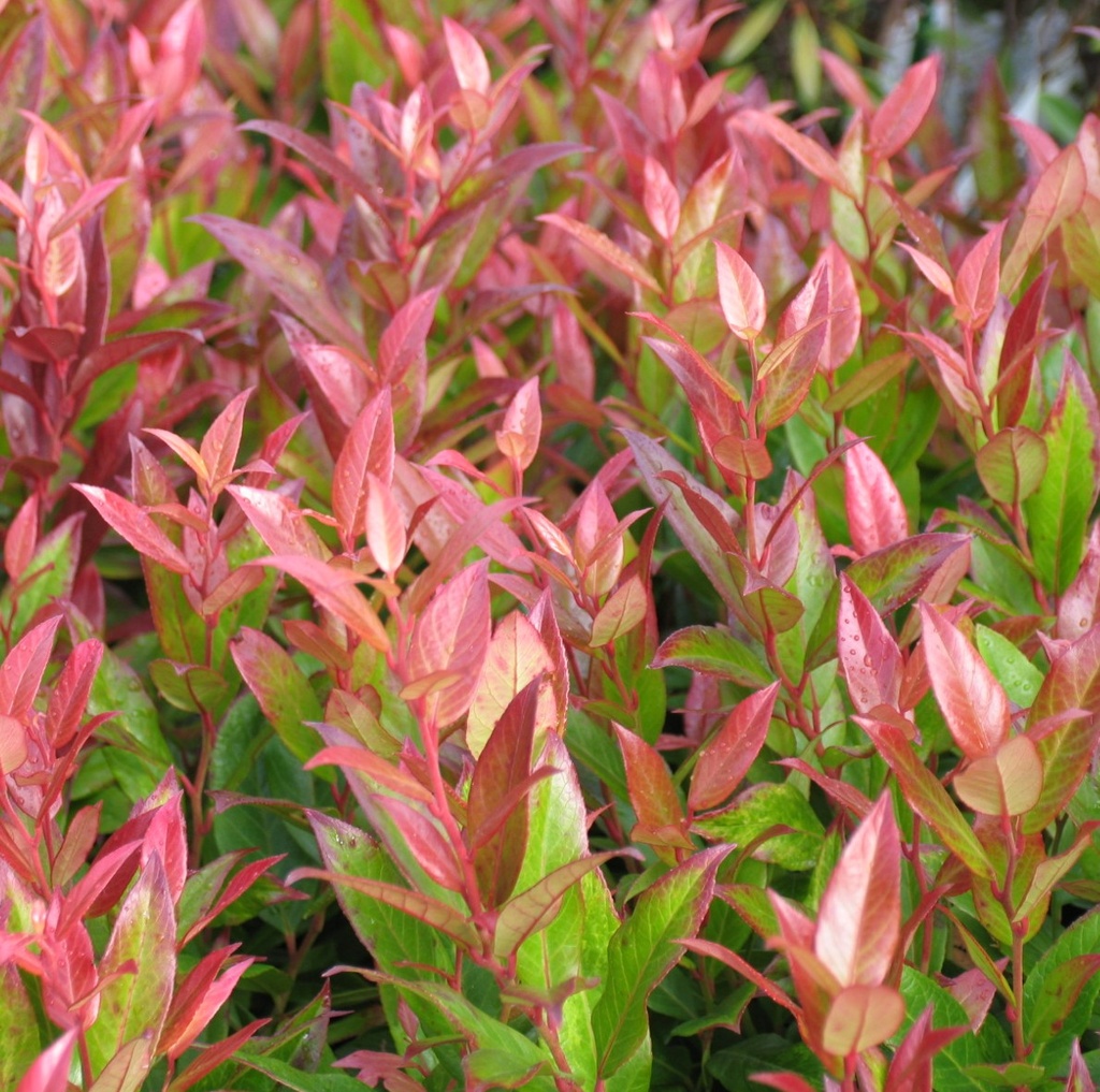 [LEWRAIN] Leucothoe walteri 'Rainbow' (20/30cm, pot   4.5L)