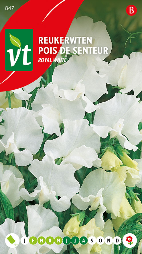 [00847] POIS DE SENTEUR ROYAL WHITE