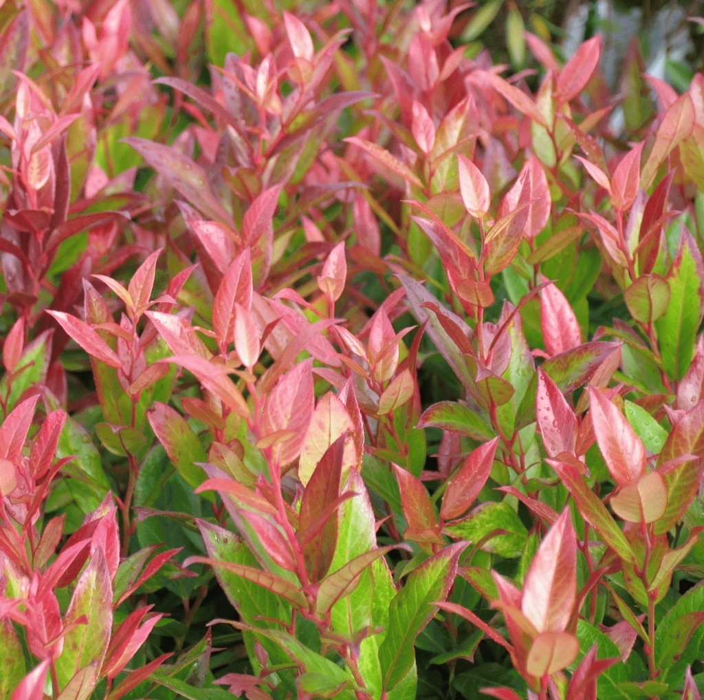 [LEZEBLI] Leucothoe 'Zeblid' (40/60cm, pot 10L)